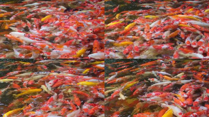 五颜六色的日本鲤鱼在池塘里游泳。
