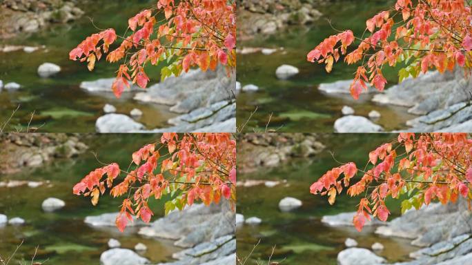 四川光雾山秋季红叶绿水溪流