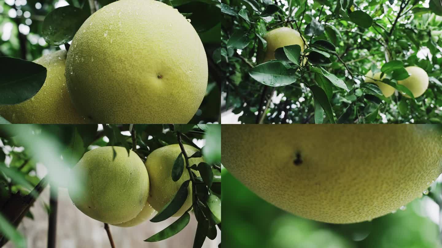树上成熟的柚子