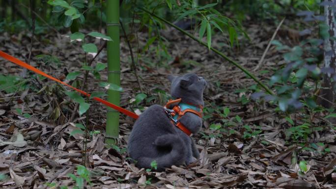 4K竹林中的可爱蓝猫坐在落叶上