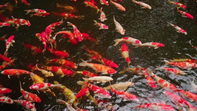 池塘里的锦鲤鱼群游来游去傲游红鱼