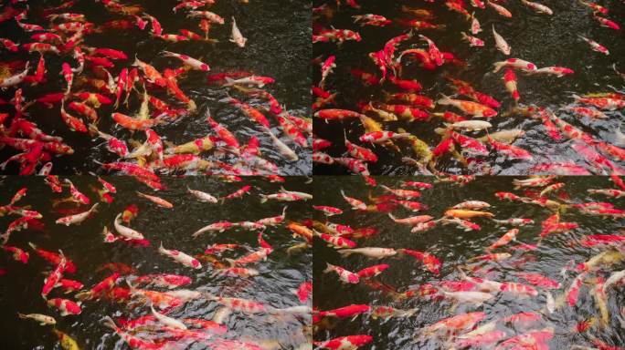 池塘里的锦鲤鱼群游来游去傲游红鱼