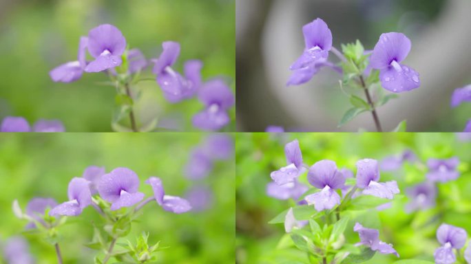唯美画面春意-紫色花朵