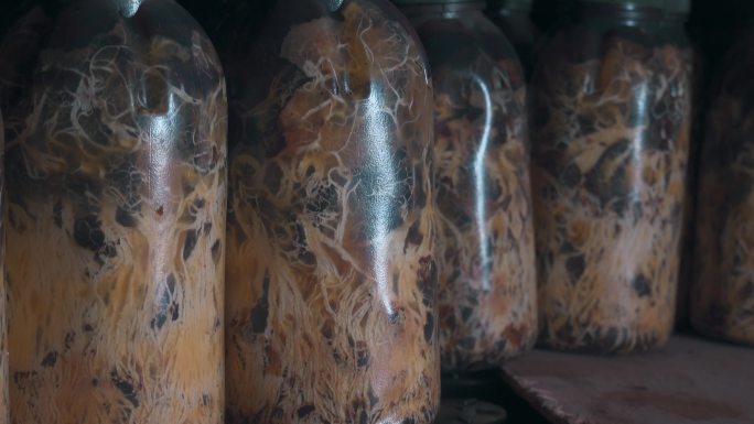真菌培育视频瓶装的菌类酵母