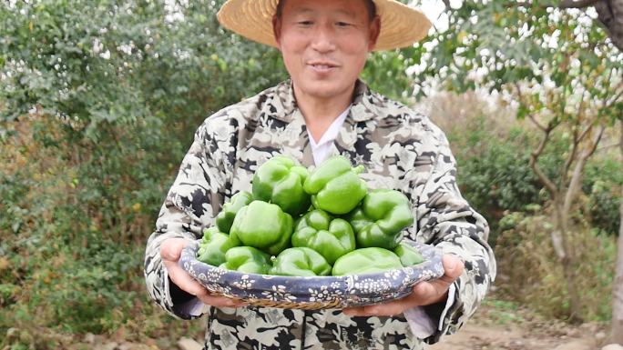 新鲜青圆椒