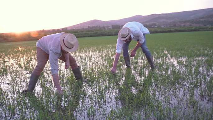 日落时分，男性农民在稻田里除草