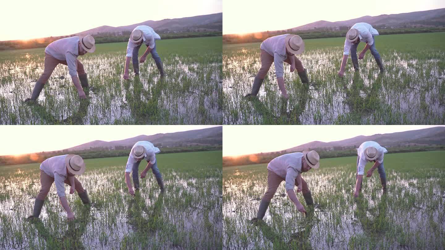 日落时分，男性农民在稻田里除草