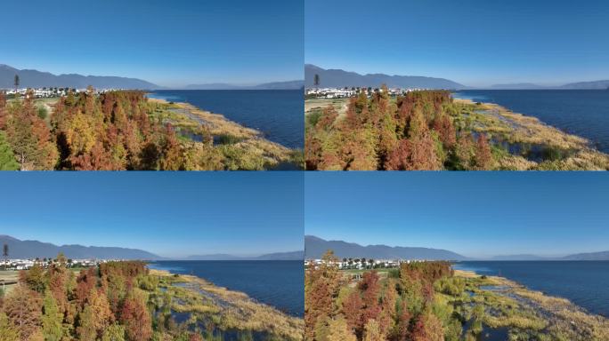 大理洱海水杉秋景航拍