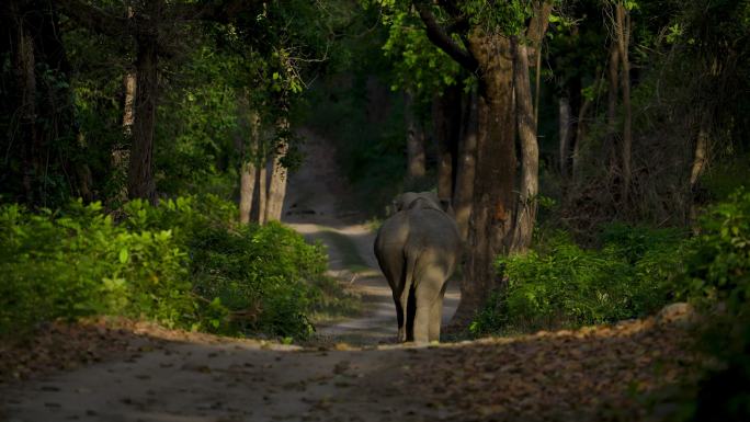 一头雄性长牙象在森林道路上行走