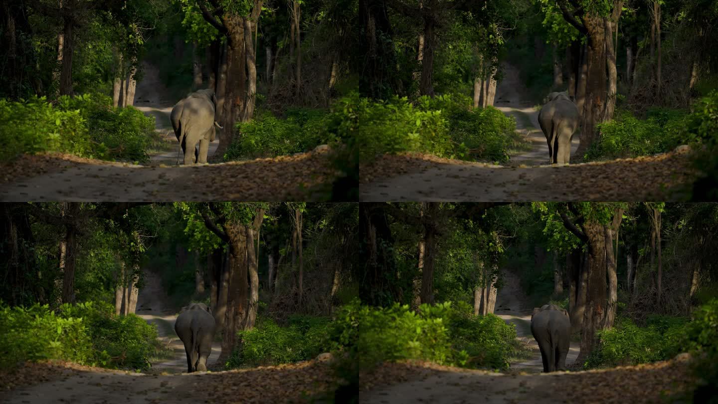 一头雄性长牙象在森林道路上行走