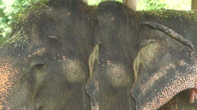 大象的耳朵动物园野生动物保护生物多样性