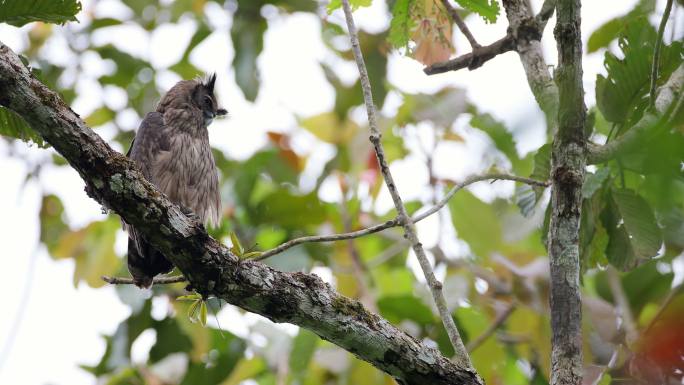 夜鸟：成年黄昏鹰鸮（Bubo coromandus）。