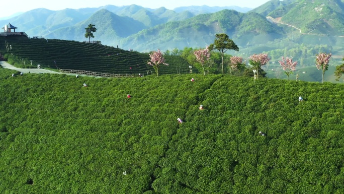 信阳茶山 绿色茶山 浉河港 乡村振兴