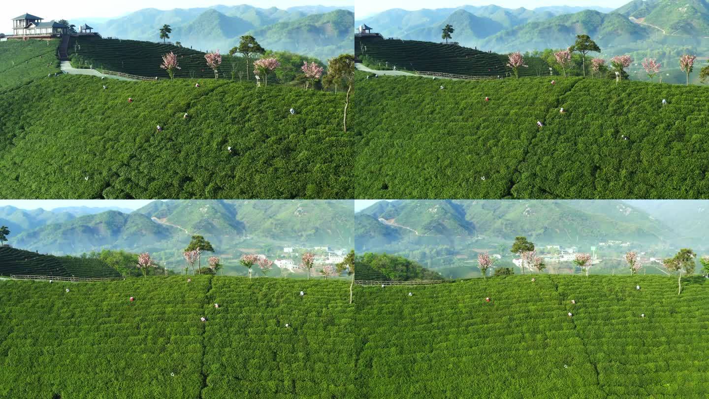 信阳茶山 绿色茶山 浉河港 乡村振兴