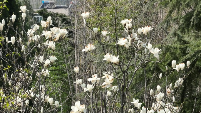 航拍 春日 玉兰 垂柳