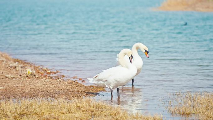 4k疣鼻天鹅北龙湖秋天天鹅