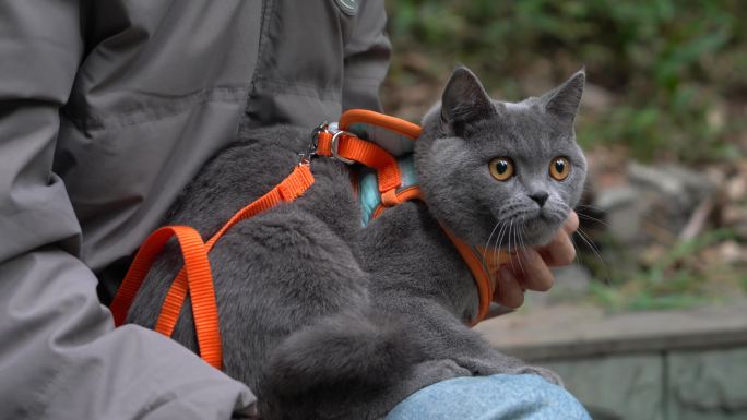 4K主人怀抱中的可爱蓝猫素材