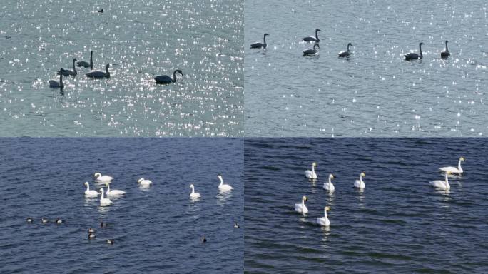 白天鹅家庭湖中优雅戏水波光粼粼优雅意境