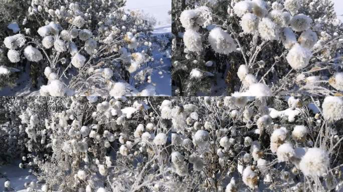 冬季挂雪小花雾凇素材