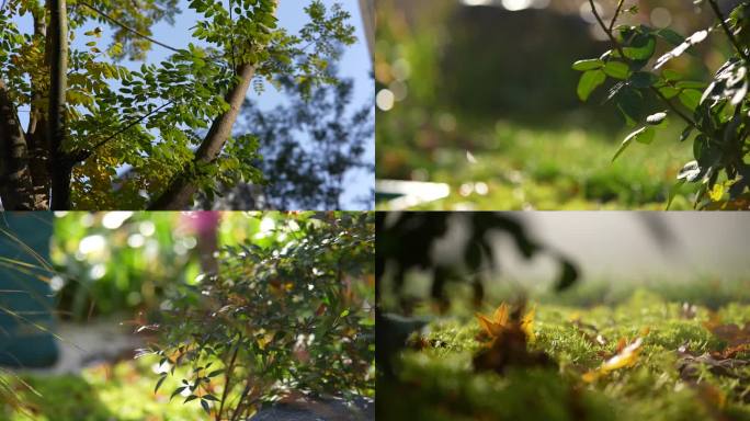 秋季绿色植物空镜