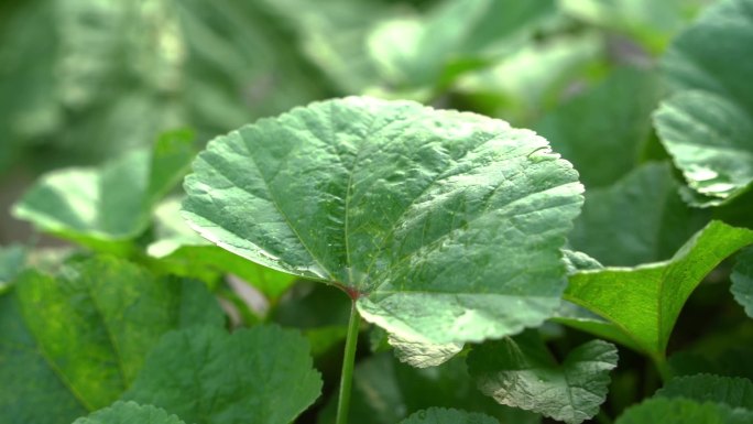 慢镜头特写雨中的绿色蔬菜叶子