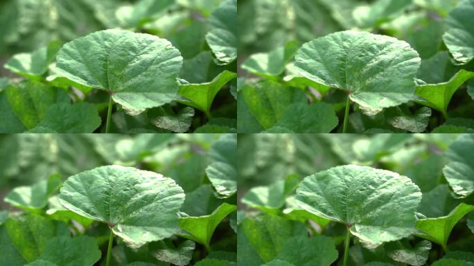 慢镜头特写雨中的绿色蔬菜叶子