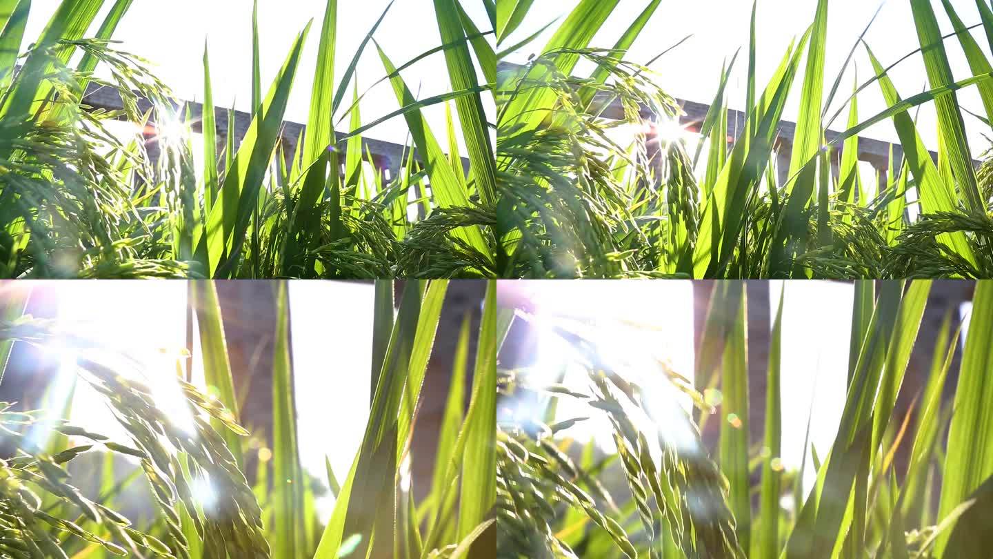阳光下绿油油的水稻