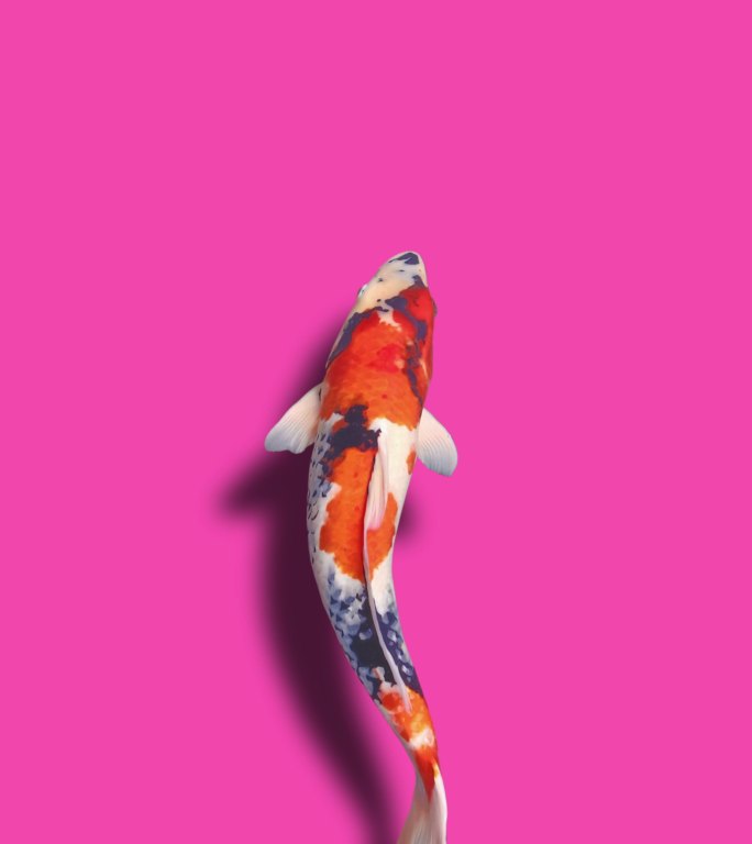 锦鲤，粉色背景自由自在好运