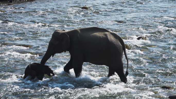 母象从河里救出幼崽