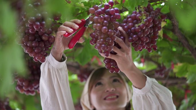 ฺ美丽的女孩抬头看着葡萄藤，开心地用剪枝剪剪一束成熟的红葡萄。