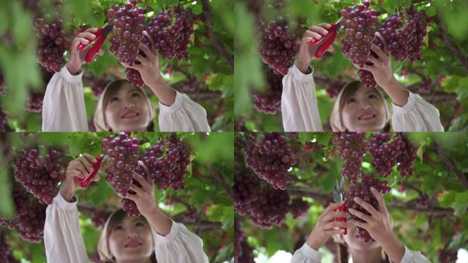ฺ美丽的女孩抬头看着葡萄藤，开心地用剪枝剪剪一束成熟的红葡萄。