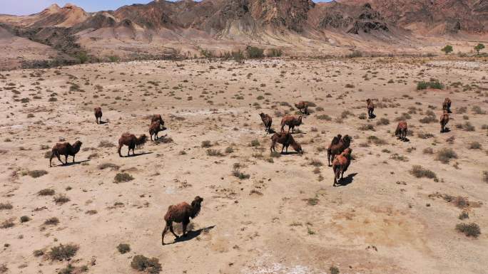 甘肃自然保护区野骆驼群航拍