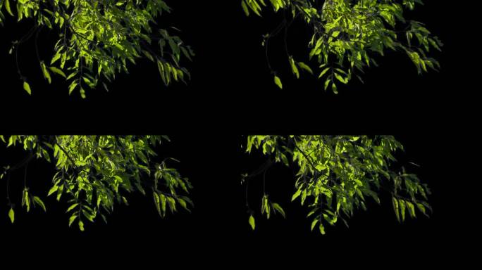 实拍秋冬季节挂角树叶树枝摆动视频素材