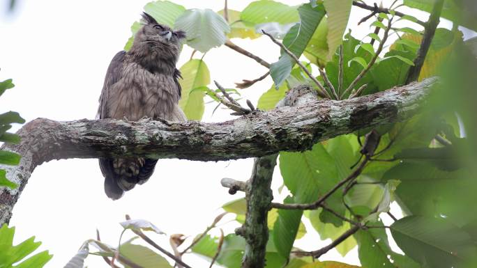 夜鸟：成年黄昏鹰鸮（Bubo coromandus）。
