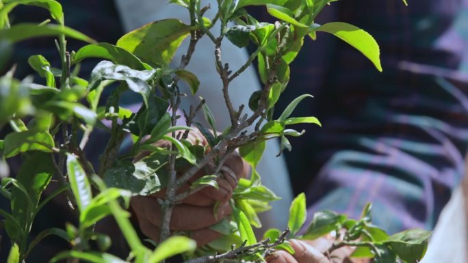 采摘茶叶手部特写采茶人风霜双手