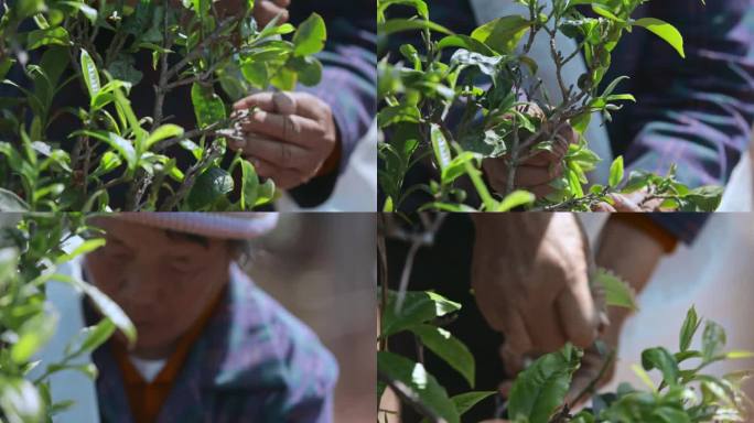 采摘茶叶手部特写采茶人风霜双手