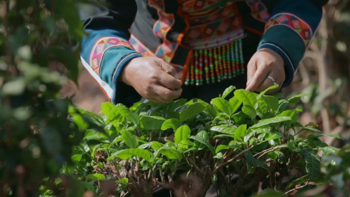 采茶视频云南普洱采摘茶叶的佤族妇女特写