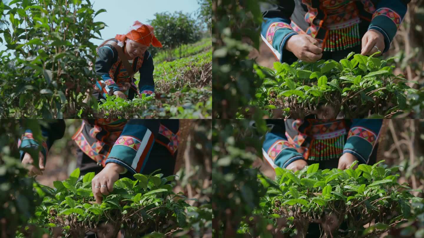 采茶视频云南普洱采摘茶叶的佤族妇女特写