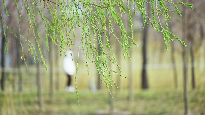 春天公园里的人柳树绿枝