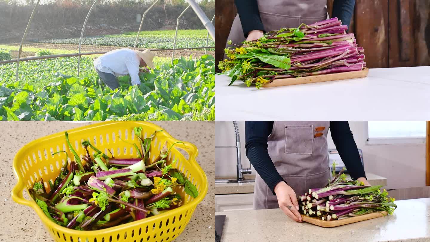 红菜苔种植