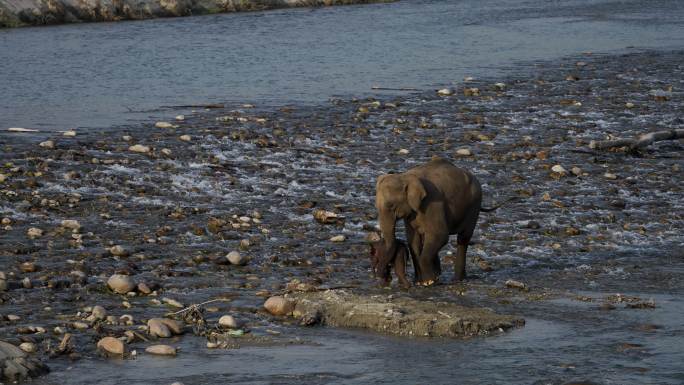 母象在河里救一头受伤的小象