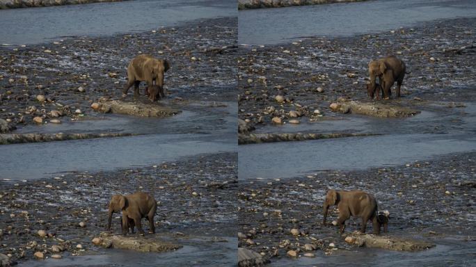 母象在河里救一头受伤的小象