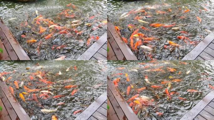 池塘里游泳的锦鲤喂鱼鱼塘一群鱼