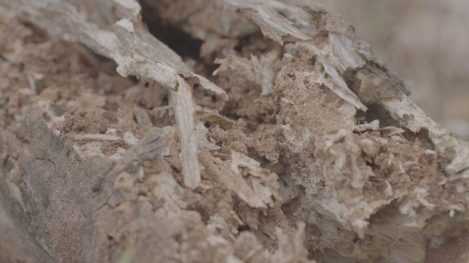 白蚁啃食的枯木+未调色