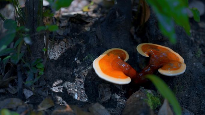 名贵中药材视频野生灵芝