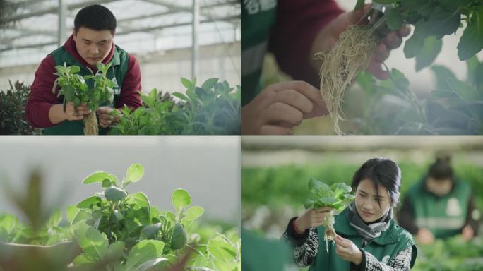 乡村振兴农民在蔬菜大棚工作露出幸福笑容