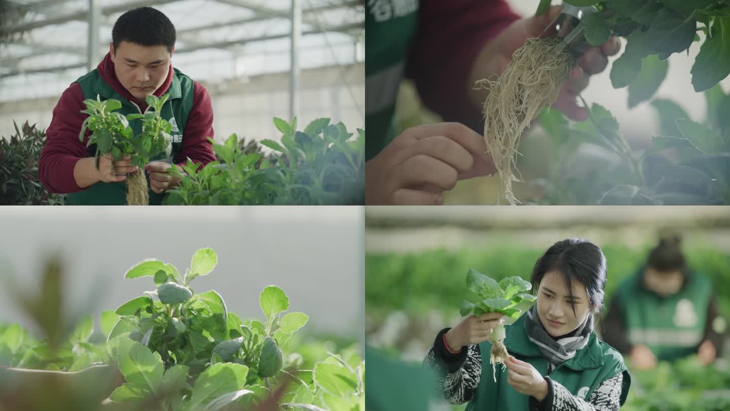乡村振兴农民在蔬菜大棚工作露出幸福笑容