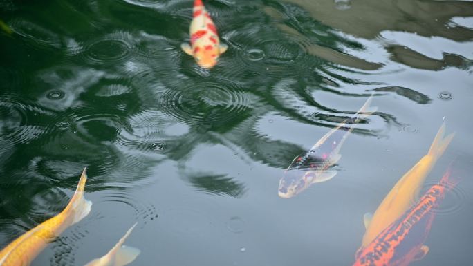 彩色锦鲤鱼在翡翠绿池塘4k视频