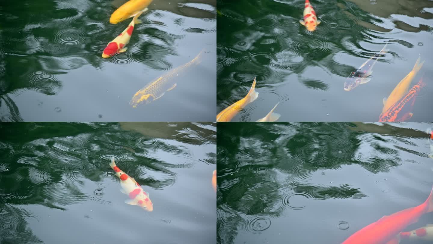 彩色锦鲤鱼在翡翠绿池塘4k视频