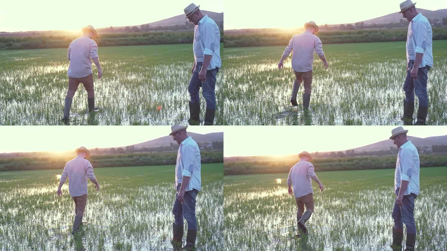 两位男性农民在日落时分析稻田